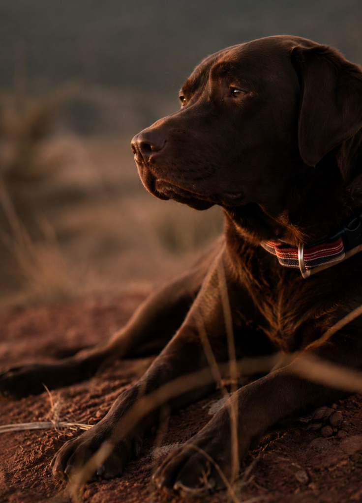 Labradorhündin Lotte liegt ruhig im Abendlicht
